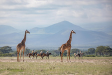 Tanzania-Tanzania-Arusha Riding Safari